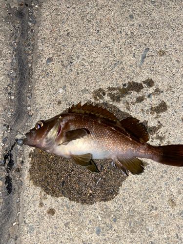 エゾメバルの釣果