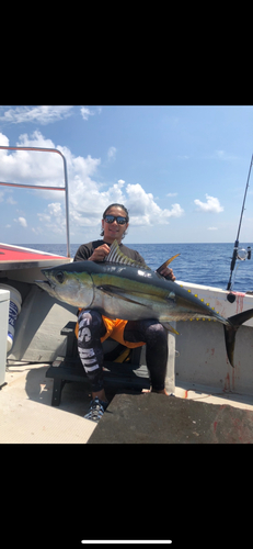 メバチマグロの釣果