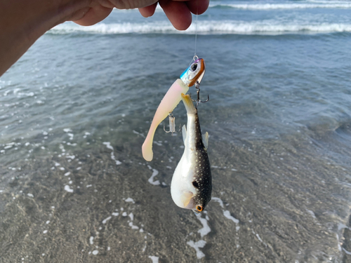 クサフグの釣果