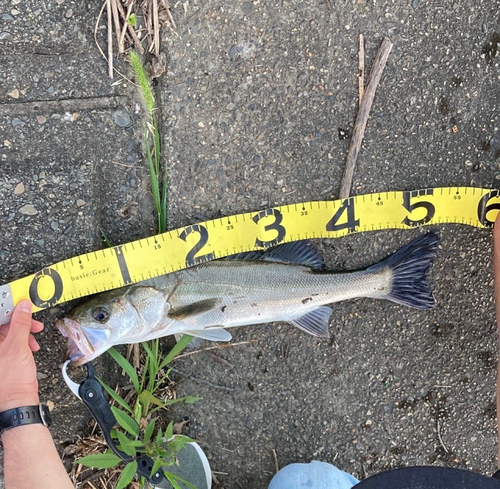 シーバスの釣果