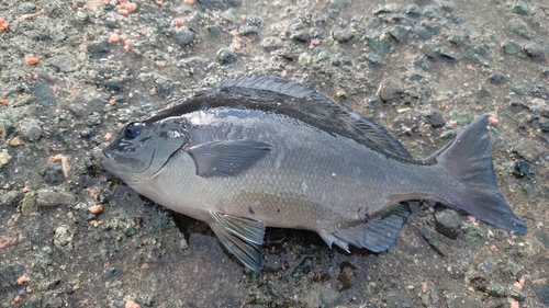 オナガグレの釣果