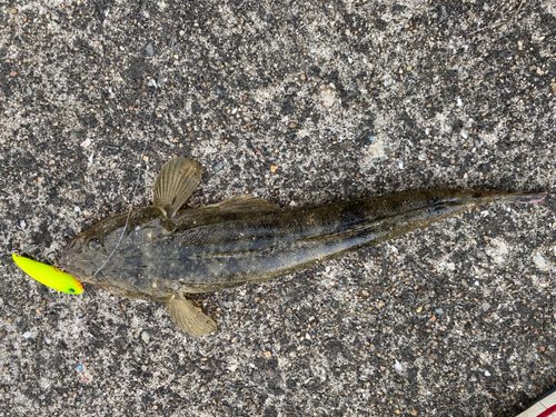 マゴチの釣果