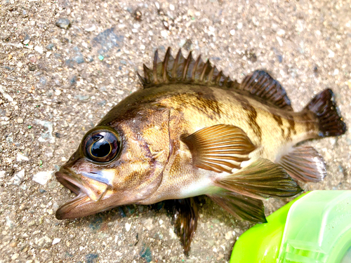 メバルの釣果