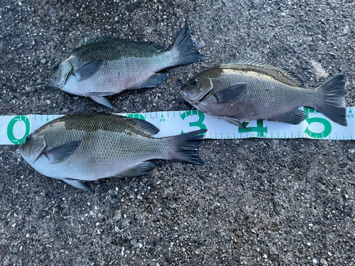 クチブトグレの釣果