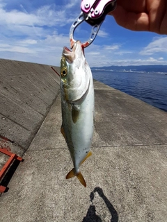 ツバスの釣果