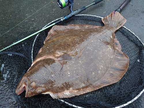 マツカワの釣果