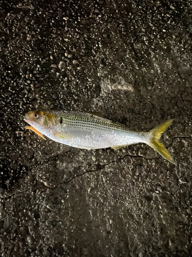 コノシロの釣果