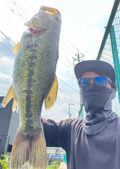 ブラックバスの釣果