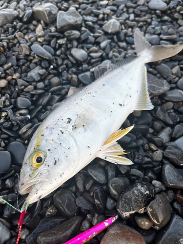 ショゴの釣果