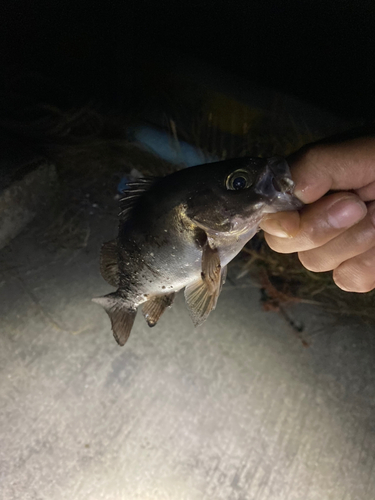 シロメバルの釣果