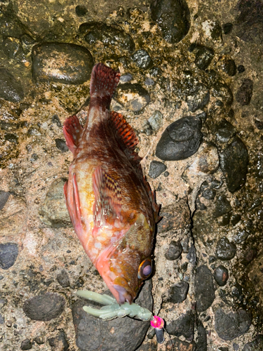 アカメバルの釣果