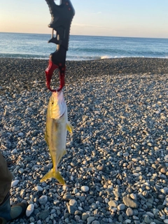 ワカシの釣果