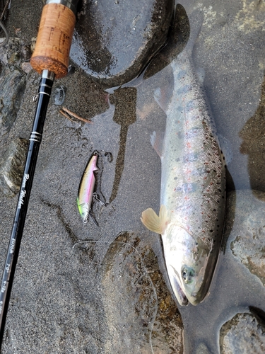 アマゴの釣果