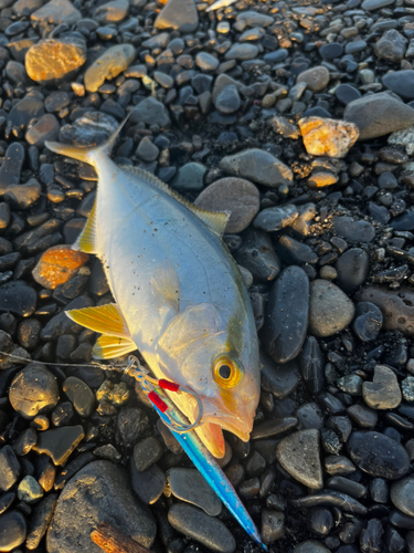 ショゴの釣果