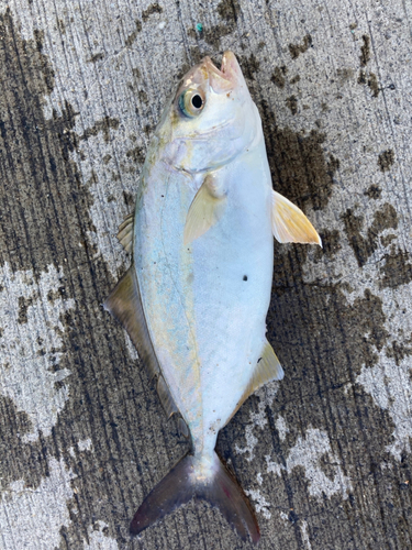 ショゴの釣果