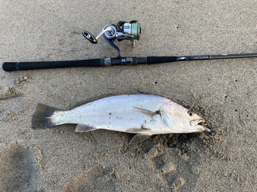 イシモチの釣果