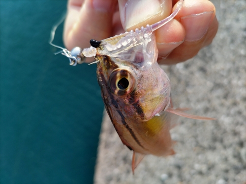 ネンブツダイの釣果