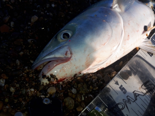 イナダの釣果