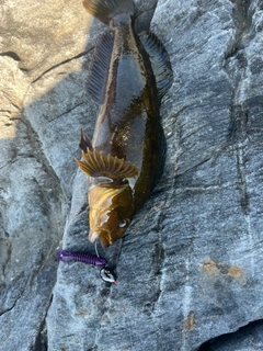 アイナメの釣果