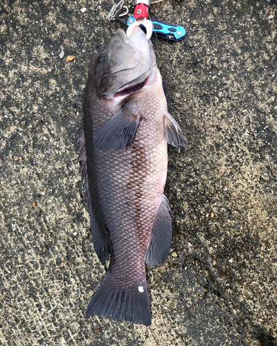 コブダイの釣果