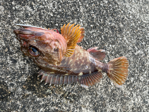 カサゴの釣果