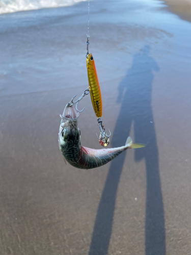 サバの釣果