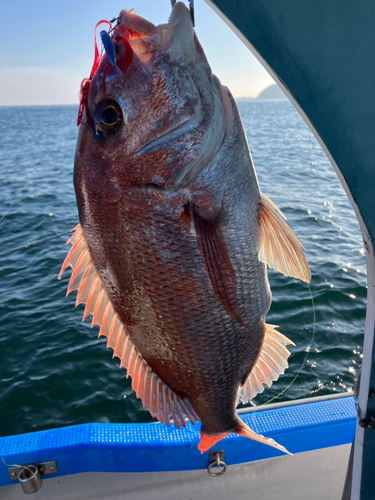 マダイの釣果