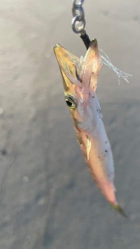 カマスの釣果