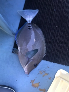 ニザダイの釣果