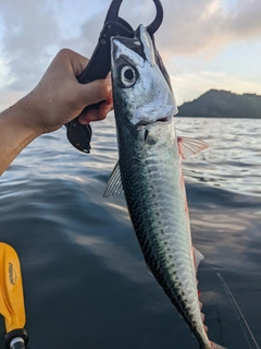 サバの釣果