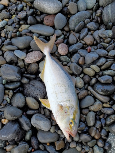 ショゴの釣果