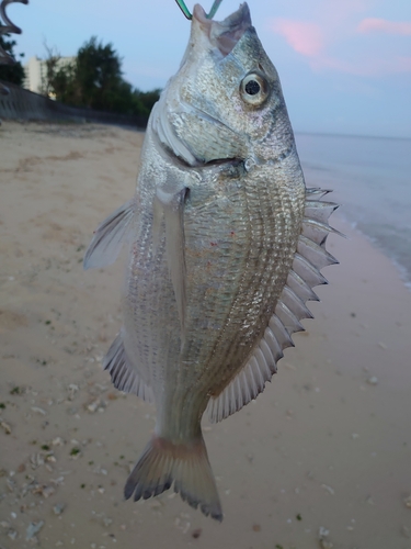 ミナミクロダイの釣果