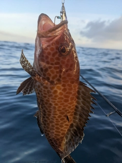 オオモンハタの釣果