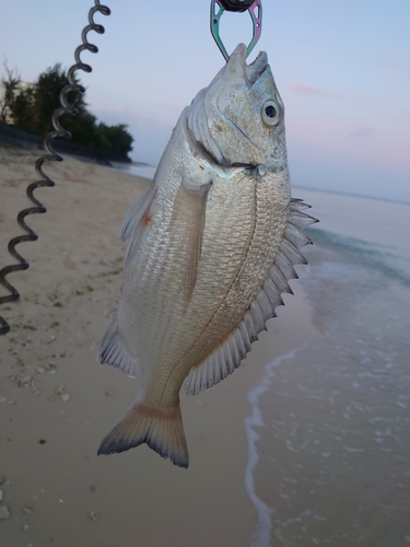 ミナミクロダイの釣果