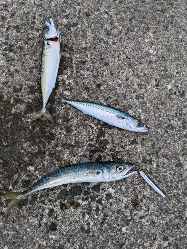 マサバの釣果