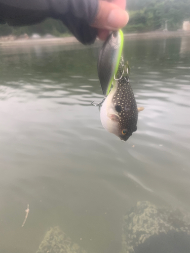 クサフグの釣果