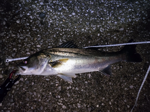 シーバスの釣果