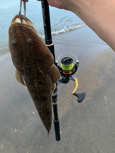 マゴチの釣果