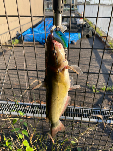 アメリカナマズの釣果