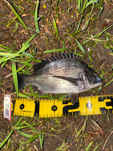 クロダイの釣果