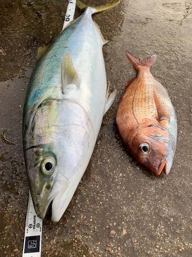 ハマチの釣果