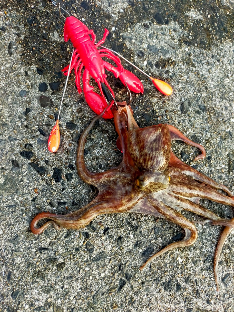 タコ