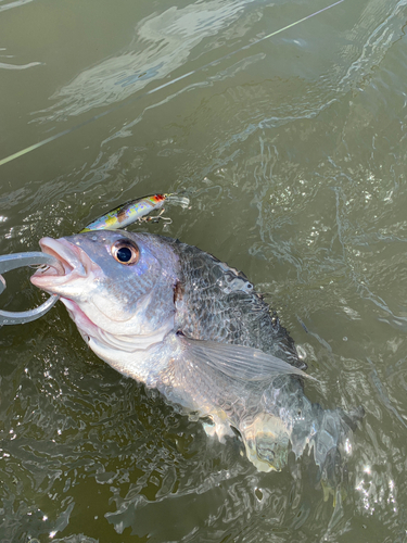 キチヌの釣果