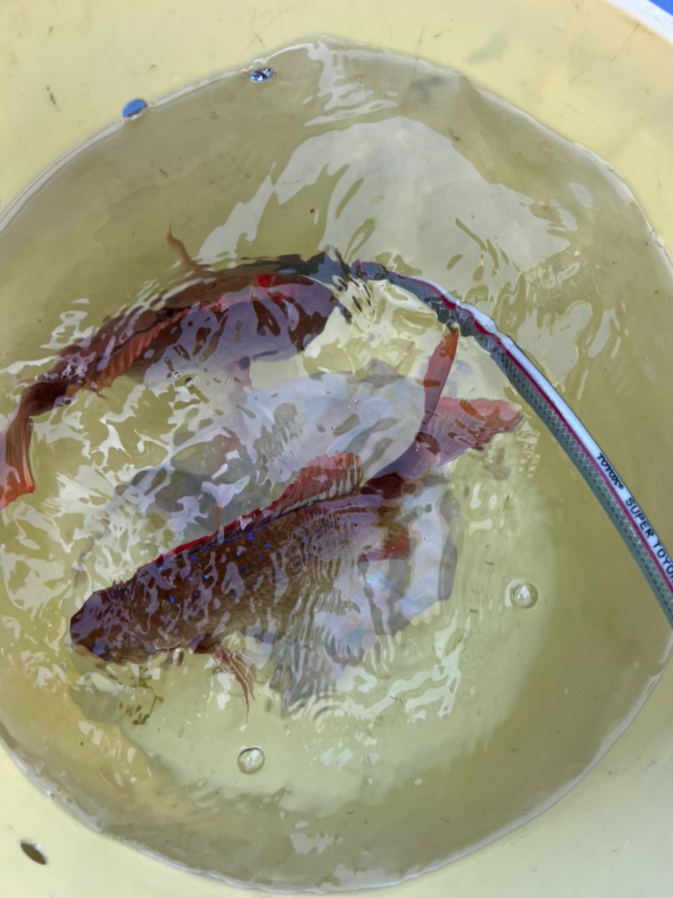 Valleysideさんの釣果 3枚目の画像