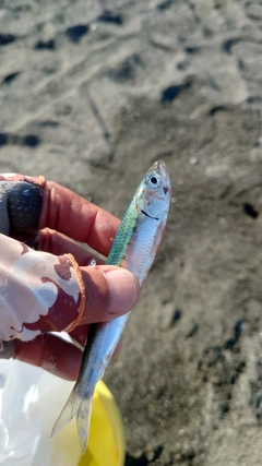 カタクチイワシの釣果