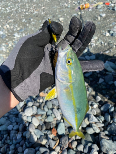 コノシロの釣果