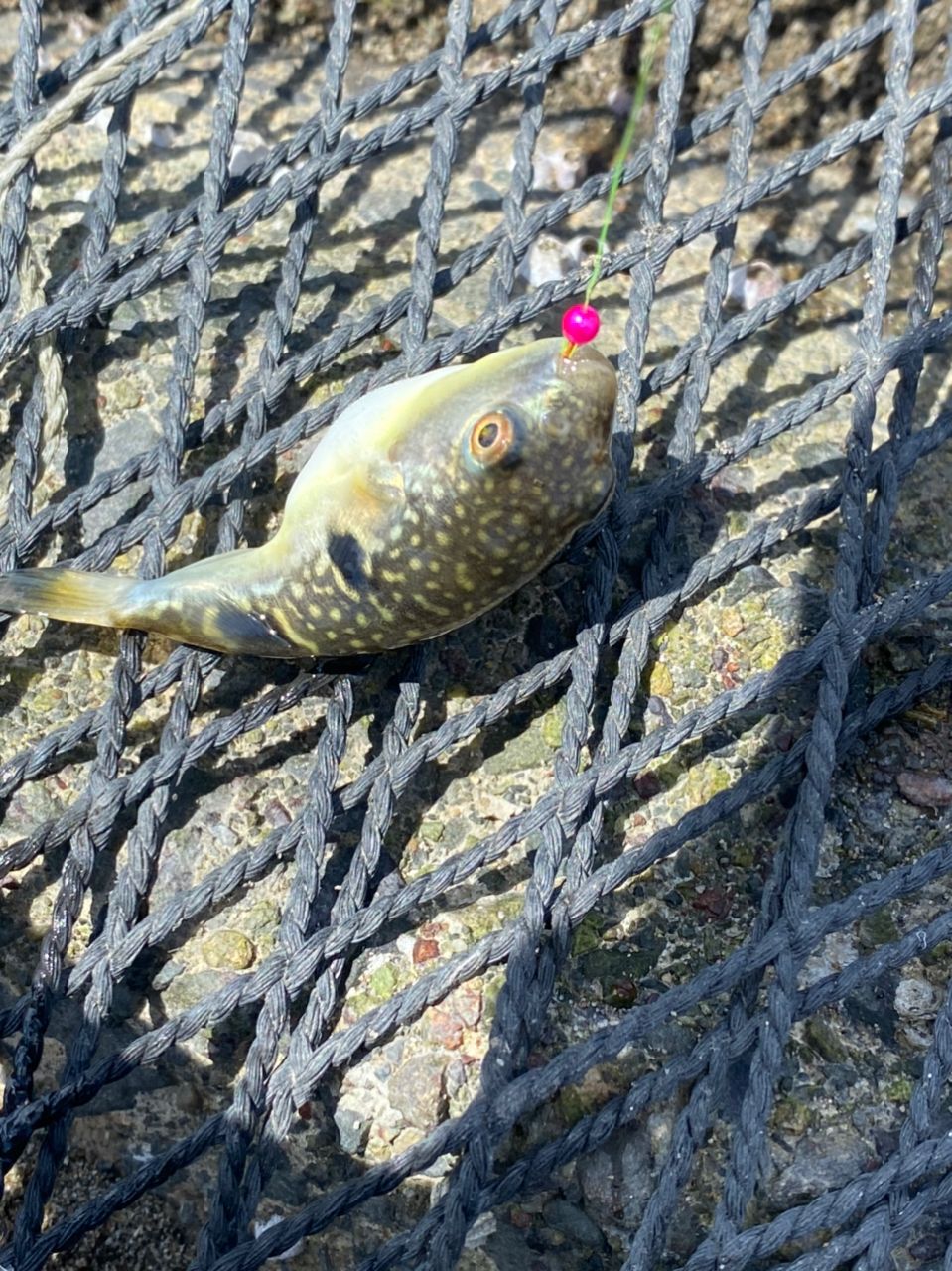 ハゼ