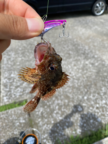 カサゴの釣果