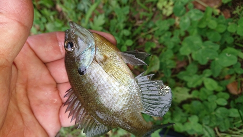 ブルーギルの釣果