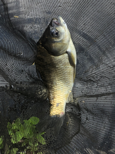 ヘラブナの釣果